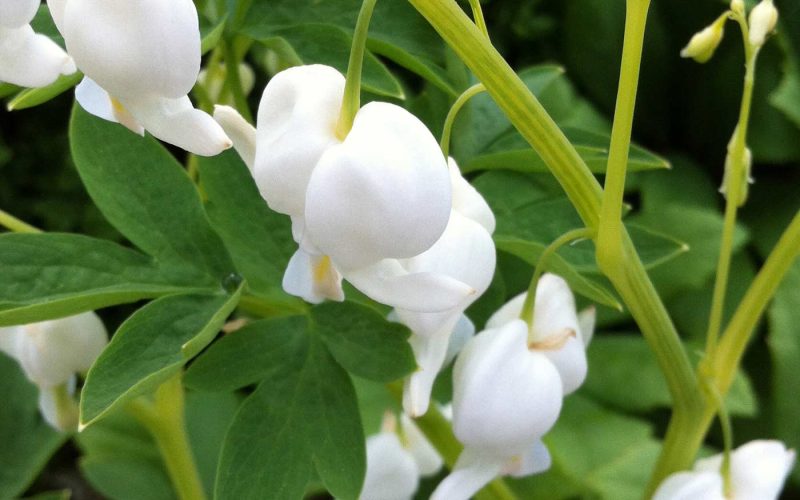 Sternenkinder_herzblooms3_1400 Sternenkinder_herzblooms3_1400